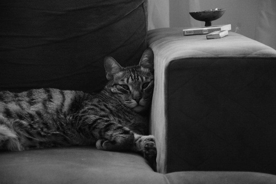 cat sitting on sofa
