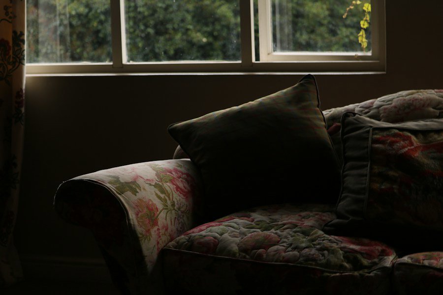 dog on sofa fabric
