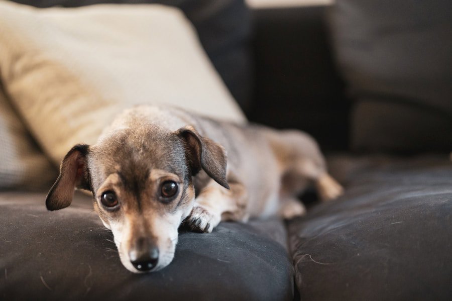living room pet dog couch