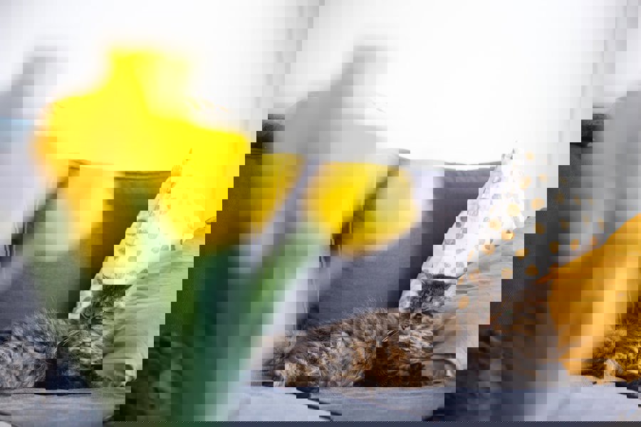 spring living room sofa