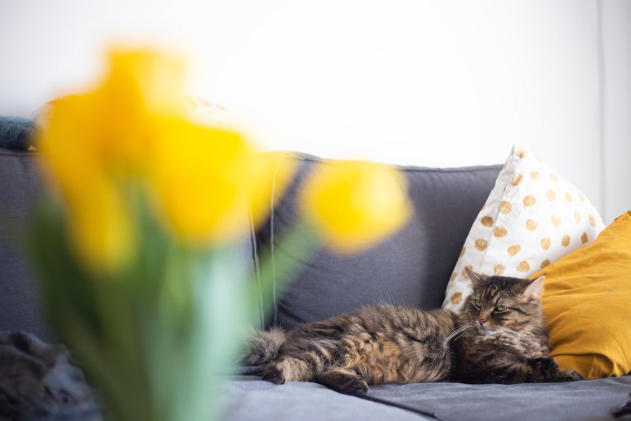 spring living room sofa